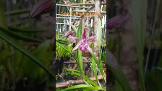 Good morning Sunday hoalan orchid channel zenmusic youtubeseo shorts [upl. by Nyladnar199]