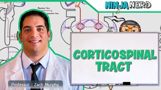 Neurology  Descending Tracts Corticospinal Tract [upl. by Buatti]