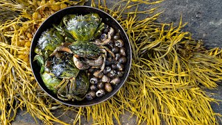 Coastal Foraging for Canadas Problem  Catch N Cook Island Camping [upl. by Vanhook471]