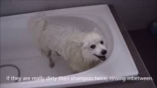 How to wash a Spitz [upl. by Nerual]