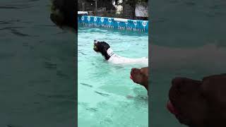 German wire haired pointer Zion just loved her swim 🇬🇧🐾💕💦 [upl. by Imef515]