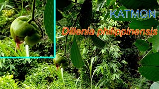 Katmon  Dillenia philippinensis  Philippine Endemic Species [upl. by Riehl]