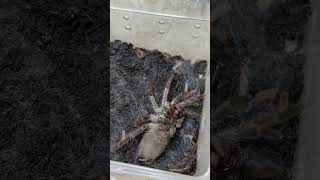 Birdeater tarantula molting tarantuladan spider [upl. by Anelliw749]