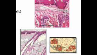 Unicellular and multicellular exocrine epithelial glands [upl. by Attenaj]