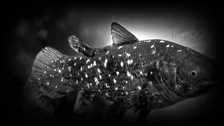 Coelacanth The Living Fossil That Defied Extinction [upl. by Shay]