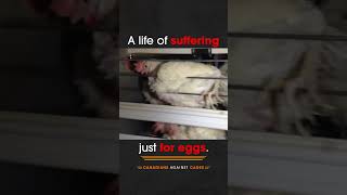 A life of suffering just for eggs 💔 [upl. by Gottwald]