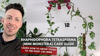 Mini Monstera Rhaphidophora tetrasperma Care Guide and Growing Tips [upl. by Artina875]