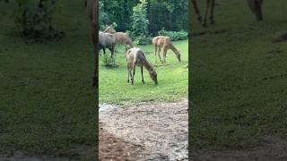 NilgaiBlue bull  Assam State Zoo  nilgai wildlife assam 2024 travel india pakistan zoo [upl. by Pyne288]