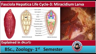 Fasciola Hepatica Life Cycle3 Miracidium larva  Platyhelminthes  HSR Bioinfo [upl. by Ecyle5]