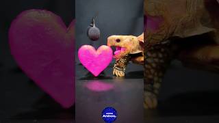 ASMR Mukbang Eating Pink Heart 🩷 Turtle Tortoise [upl. by Oetsira]