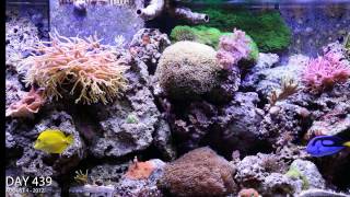 Reef Aguarium 2 year time lapse video in HD [upl. by Gentes]