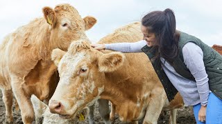 Meet the Ayrshire Cow A Hardy Dairy Breed for Quality Milk [upl. by Ninehc]