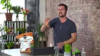 How to Grow Wheatgrass Indoors for Juicing [upl. by Ynaffik]