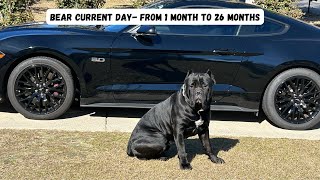 Cane Corso from 1 month until 26 Months [upl. by Otreblif954]