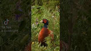 Bażant  Pheasant wildbirdphotography pheasant birds [upl. by Gwendolen]