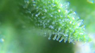 4k CANNABIS TRICHOMES [upl. by Novah970]