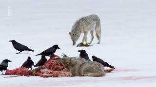 documentaire  les loups [upl. by Arahsit]