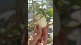 Mini farm 🍆🍆🍅🥒🥕 vegetables farming minivlog shorts shortvideo trending viralvideo [upl. by Kameko]