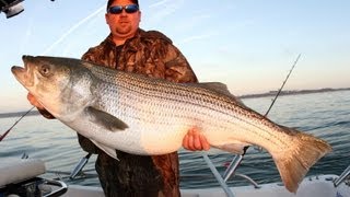 GIANT STRIPER RELEASED [upl. by Aneliram322]