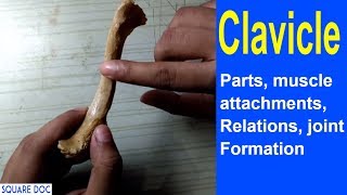 Clavicle Anatomy Bones Tutorial  Bangla  Square DOC [upl. by Alina]