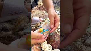 The process of collecting expensive colorful pearls from oysters [upl. by December]