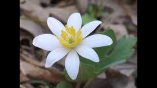 Plant portrait  Bloodroot Sanguinaria canadensis [upl. by Kos523]