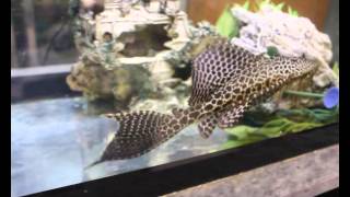 Pterygoplichthys gibbiceps pleco mariposa leopardo [upl. by China]