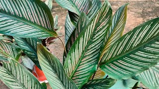 How To Get Healthy Calathea PlantMultiple Garden [upl. by Hsotnas166]