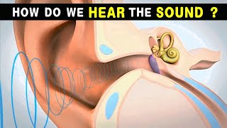 How do we hear Sound  Ear anatomy and physiology  Animated Video [upl. by Correna]