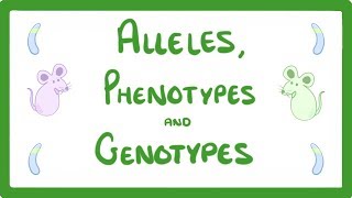 GCSE Biology  DNA Part 2  Alleles  Dominant  Heterozygous  Phenotypes and more 64 [upl. by Yerg]