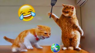 Cats vs Dogs The Comedy Showdown of the Year 🥳  Zahra’s Animal World [upl. by Leroy]