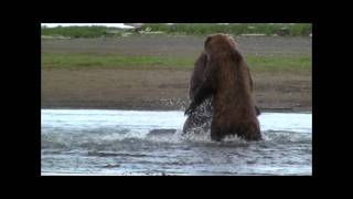 GRIZZLY FIGHT COMPILATION HD katmai alaska Grizzly vs Grizzly bear fight [upl. by Ferris578]