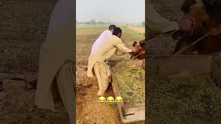 Veterinary doctor 🧑‍⚕️😂😂 foryou cow veterinaryplanet vet funny [upl. by Ynnavoeg]