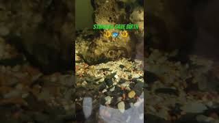 stingray gave birth aquarium fishing fish [upl. by Ynomrah]