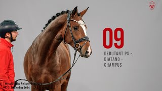 Reitpferdekörung 2024 Katnr09 Debutant PS  Diatano  Champus [upl. by Rimidalb165]