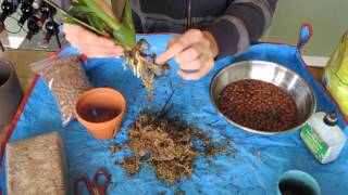 Repotting Oncidium Orchid [upl. by Nirehs412]