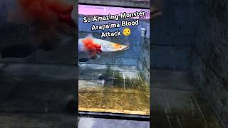 So Amazing Monster Arapaima Blood Attack fish aquariumfish monster arapaima monsterfish [upl. by Gilly]