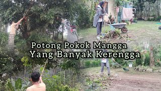 Potong Pokok Mangga Di Area Rumah Kampung Yang Banyak Kerengga Daily Vlog House Wife 🏠🌳🏡🪴 [upl. by Shaun781]