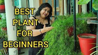 How to Grow and Care Asparagus Fern Plant  BEST PLANT FOR BEGINNERS  FUN GARDENING [upl. by Jocko]