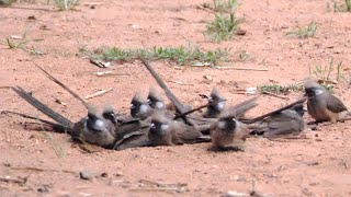 Speckled Mousebirds taking a Dust Bath [upl. by Naired]