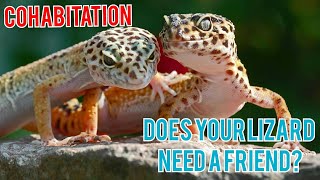 Cohabitating Leopard geckos  Everything you need to know [upl. by Issiah853]