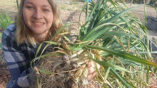 Our first garlic harvest  NOVEMBER 2023 [upl. by Stets]