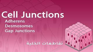 Cell Junctions Adherens Desmosomes Gap Junctions  شرح بالعربي [upl. by Nerrak]