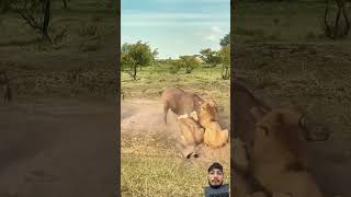 Bison Vs Lion Fight animals bison lion wildbison wildlife bisonfight shorts [upl. by Eugatnom]