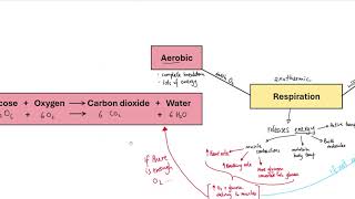 GCSE Biology  B9 Respiration OVERVIEW [upl. by Bard]