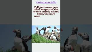 funfact about Puffin funfact puffin puffins puffinfacts puffinlover [upl. by Parnas479]