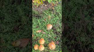 A colony of Glistening Inkcap Mushroom on an old stump fungi coprinellus autumn [upl. by Wilburn]