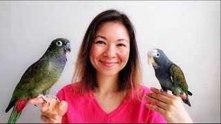 PIONUS PARROTS as PETS  EVERYTHING You Wanted to KNOW [upl. by Ambrosius501]