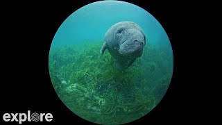 Silver Springs 180 Degree Underwater Manatee Cam powered by EXPLOREorg [upl. by Yllim276]