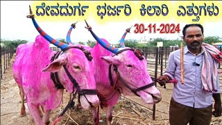 Big size farming Khillar ox market Devadurga  Khillar ox sale in Devadurga Khillar Cattle Market [upl. by Domini132]